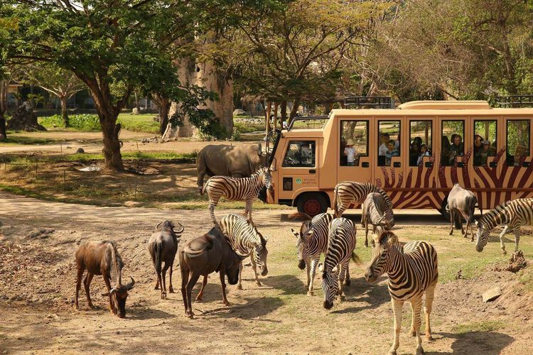 Bali-safari-and-Marine-Park.jpg