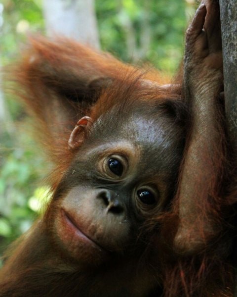 Orang-Utan-Tour.jpg
