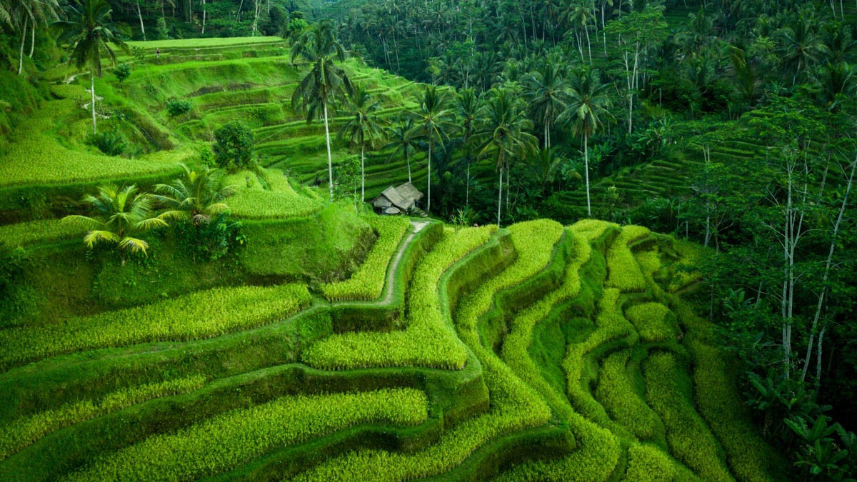 Tegalalang-Rice-Terrace.jpg