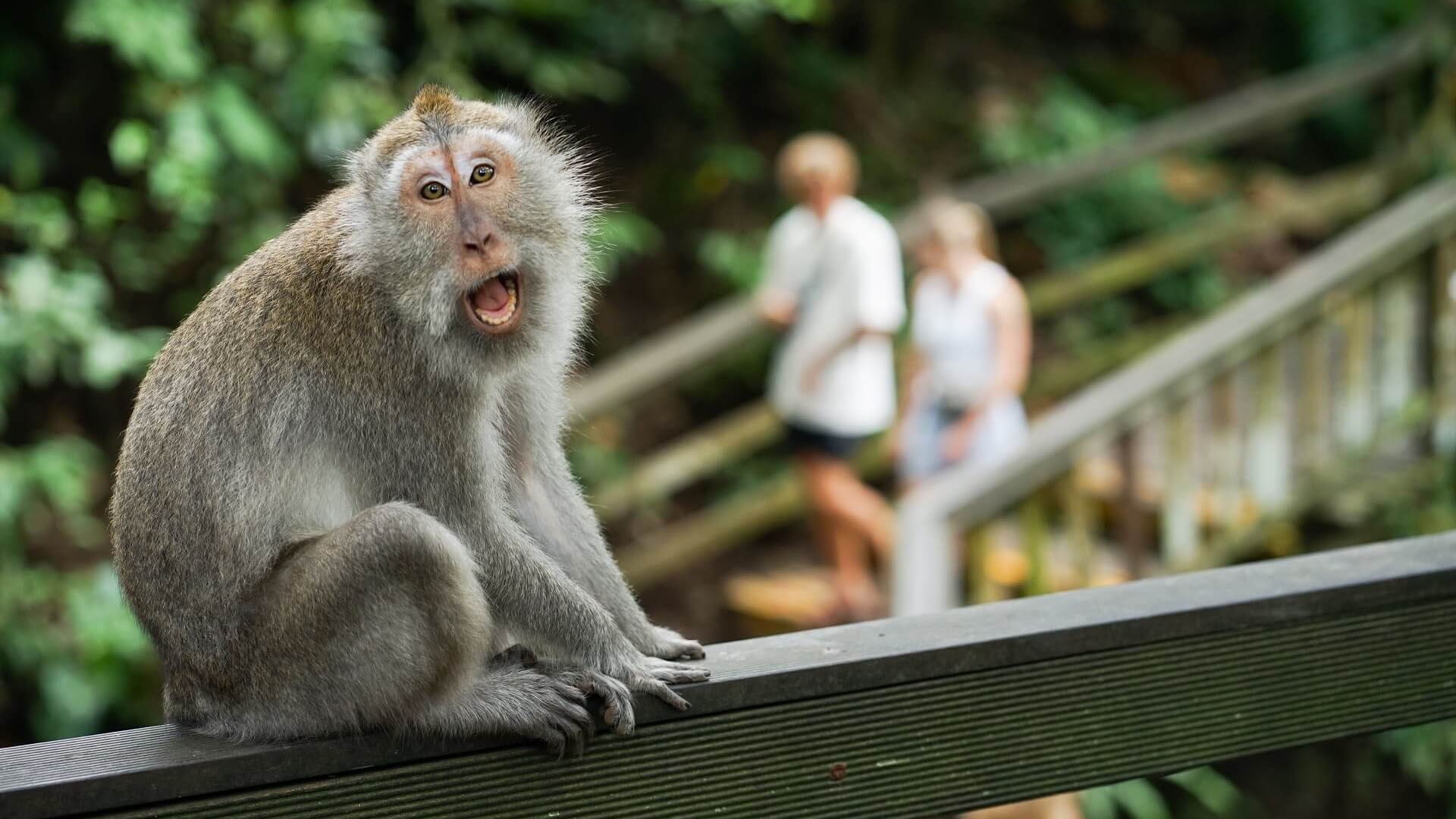 Ubud-Monkey-Forest.jpg